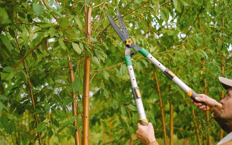 Tree trimming in Post, OR