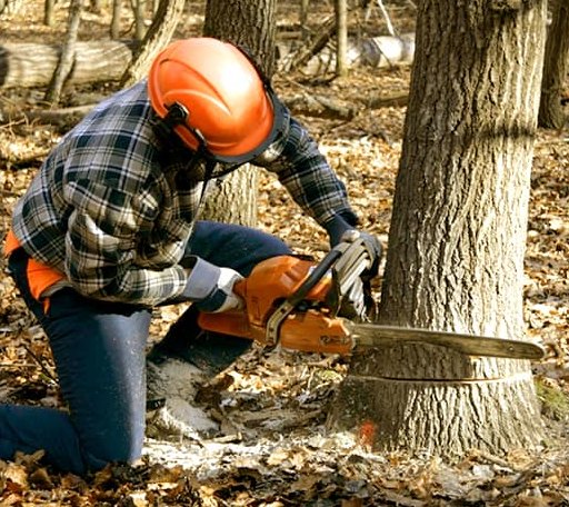 Tree Removal in Post, OR